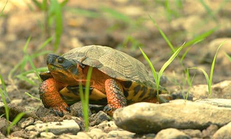 A North American Wood Turtle walking amongst some rocks.