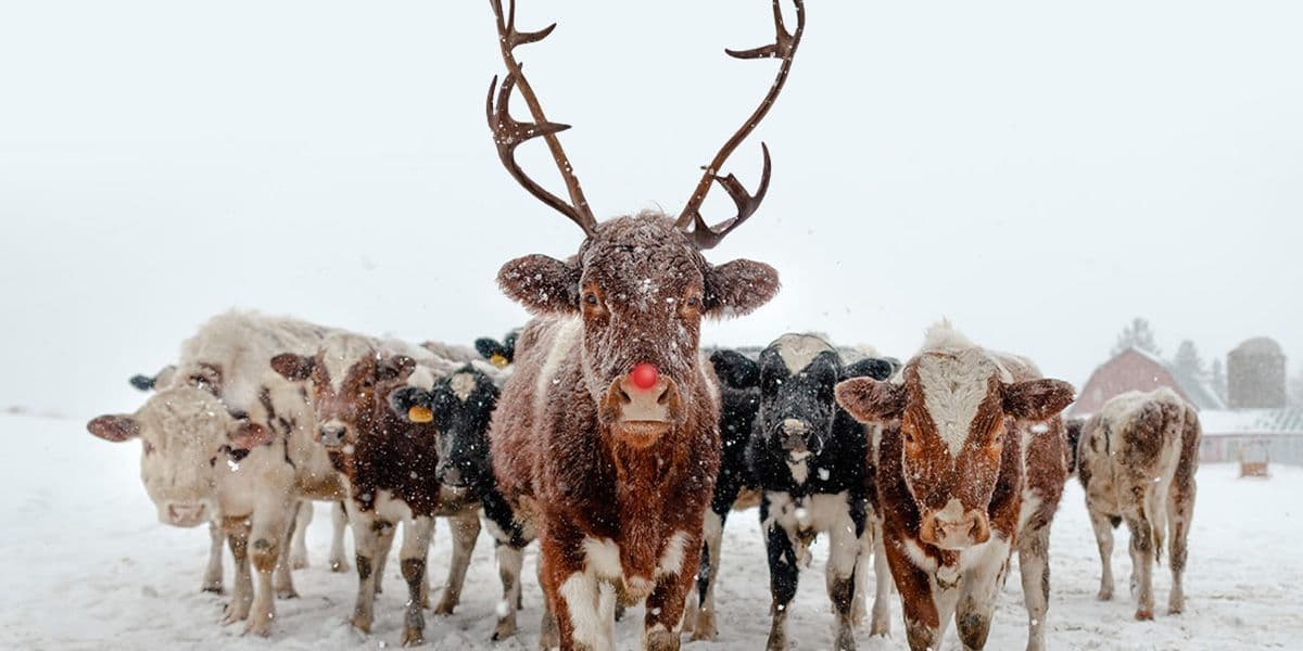 Cows in the snow and one of them looks like a reindeer